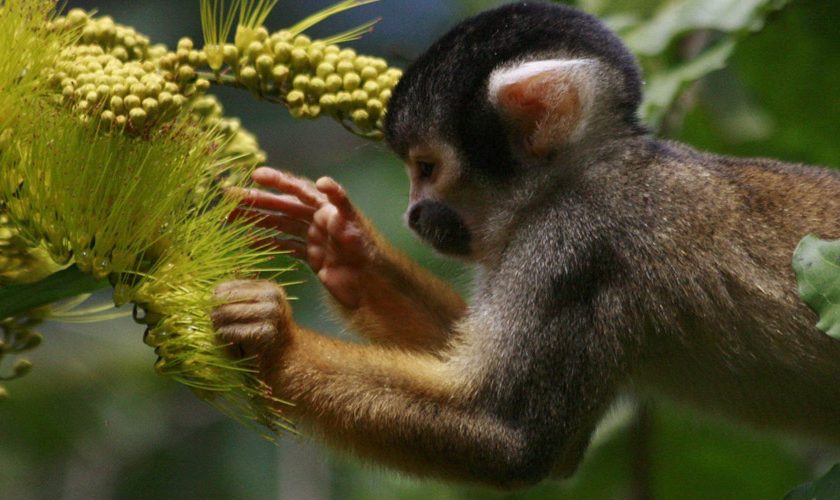 Paquetes a Machupicchu Amazon 8 días