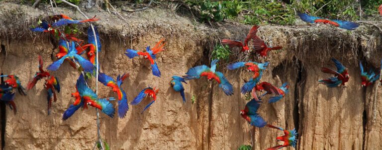 Tour of the Amazon Macaw Clay Lick  4 days