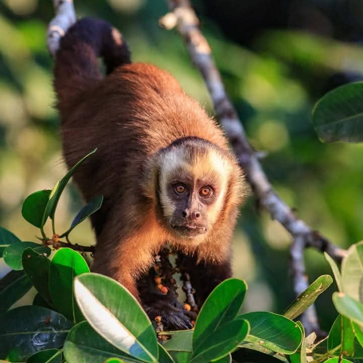 Mejor Viaje al Amazon Peru en 2 dias