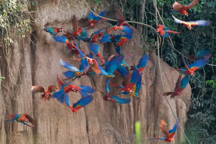 Tour por la Amazonia Collpa Chuncho 4 dias