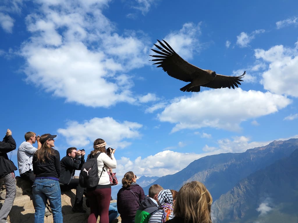 Trekking del Cañon Colca  1 dia