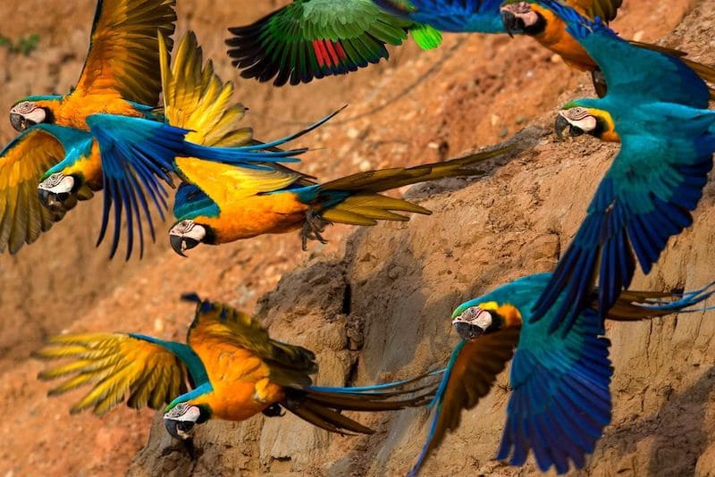 Un viaje al Amazonas Collpa Guacamayos 3 dias