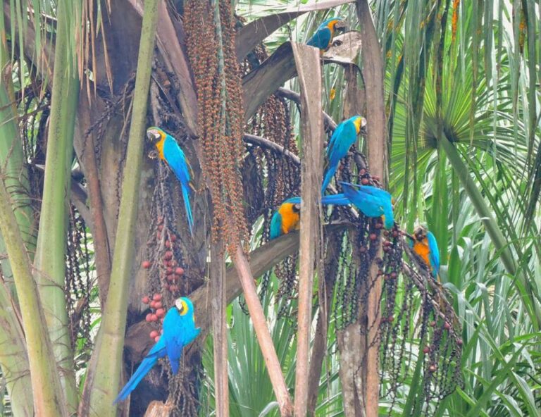 El Tour Amazon Peru Lago Sandoval 4 dias